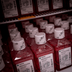 i) Lysosome-driven growth in Ras-driven cancers